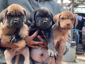 1-3 months Male Purebred Boerboel