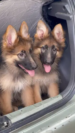 Photo - 1-3 months Male Purebred German Shepherd