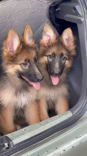 1-3 months Male Purebred German Shepherd