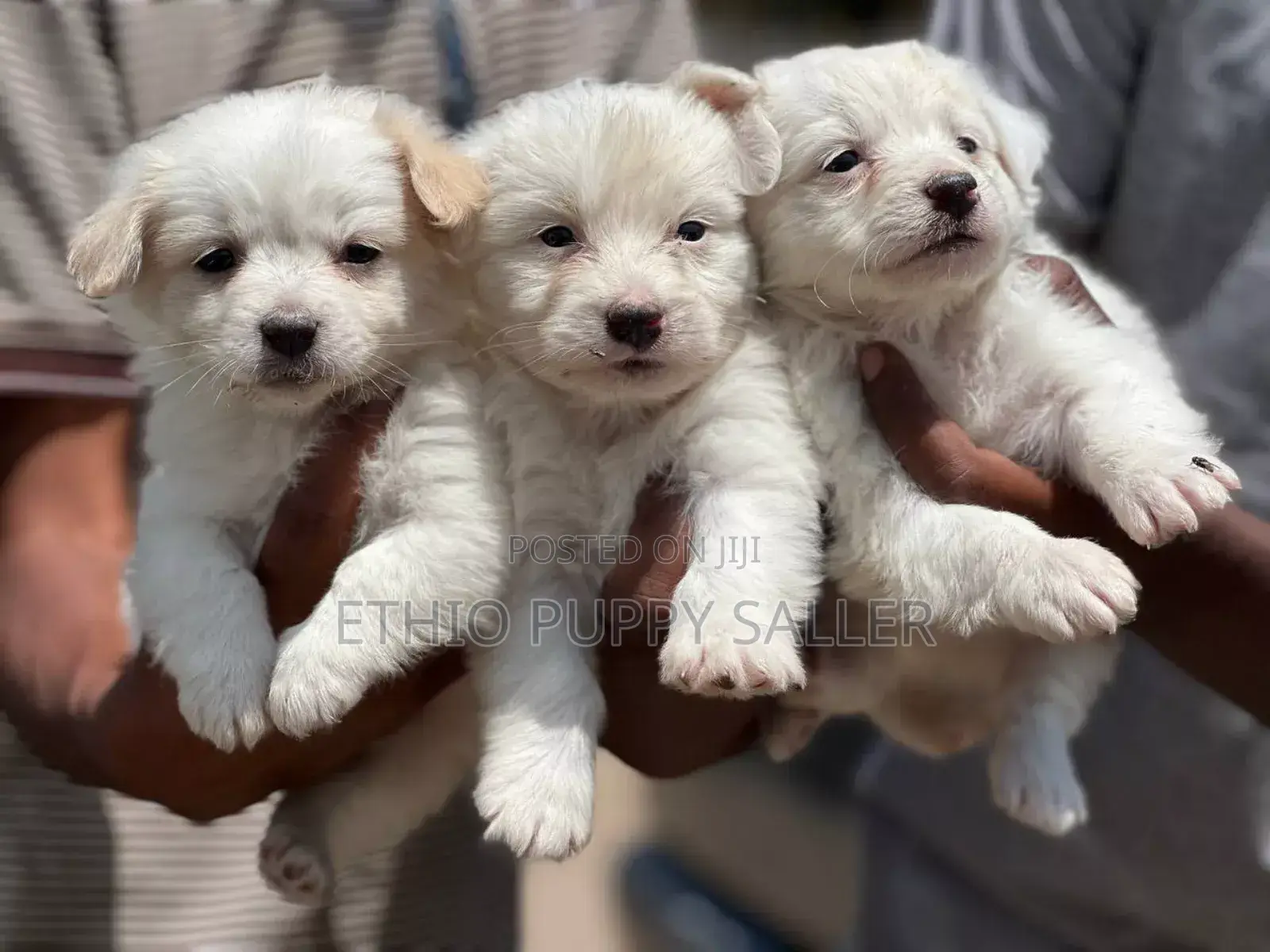 1-3 months Male Purebred Poodle