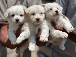 Photo - 1-3 months Male Purebred Poodle