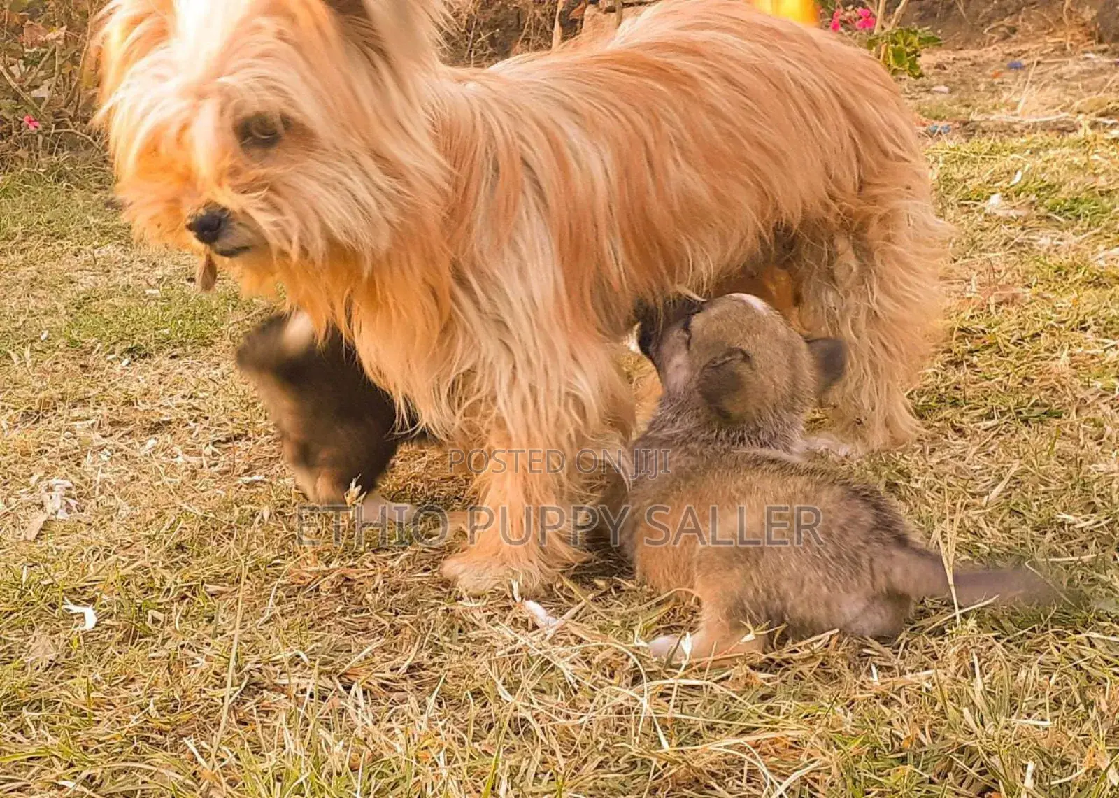 1-3 months Male Purebred Poodle