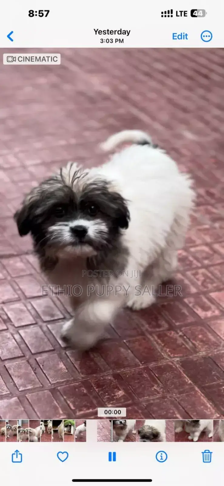 1-3 months Male Purebred Poodle