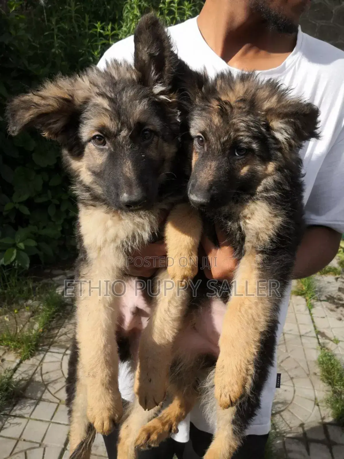 1-3 months Male Purebred German Shepherd