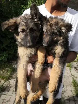 1-3 months Male Purebred German Shepherd