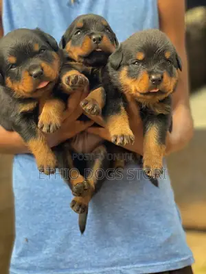 1-3 months Male Purebred Rottweiler