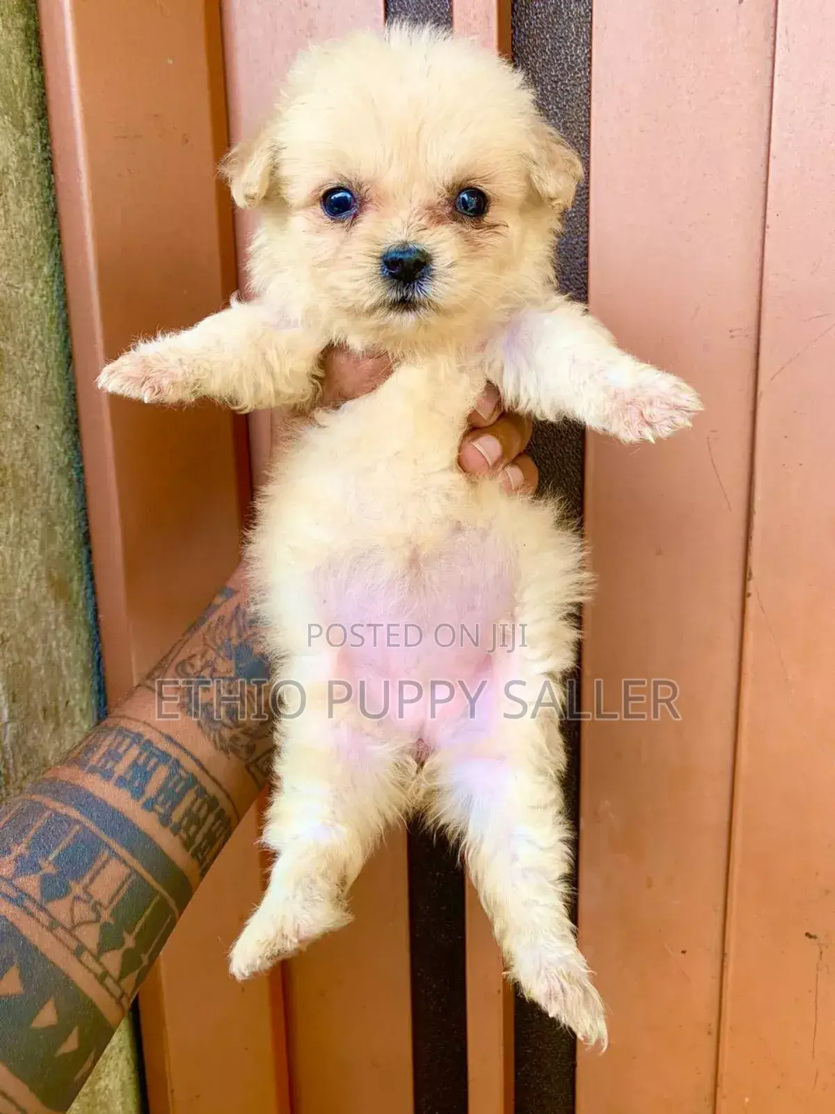 1-3 months Male Purebred Poodle