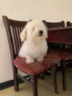 1-3 months Male Purebred Maltese