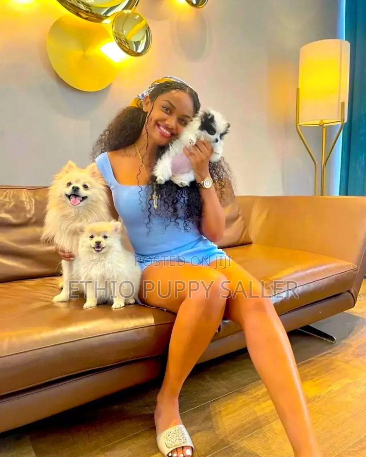 1-3 months Male Purebred Poodle