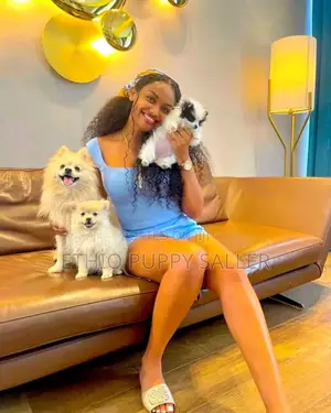 Photo - 1-3 months Male Purebred Poodle