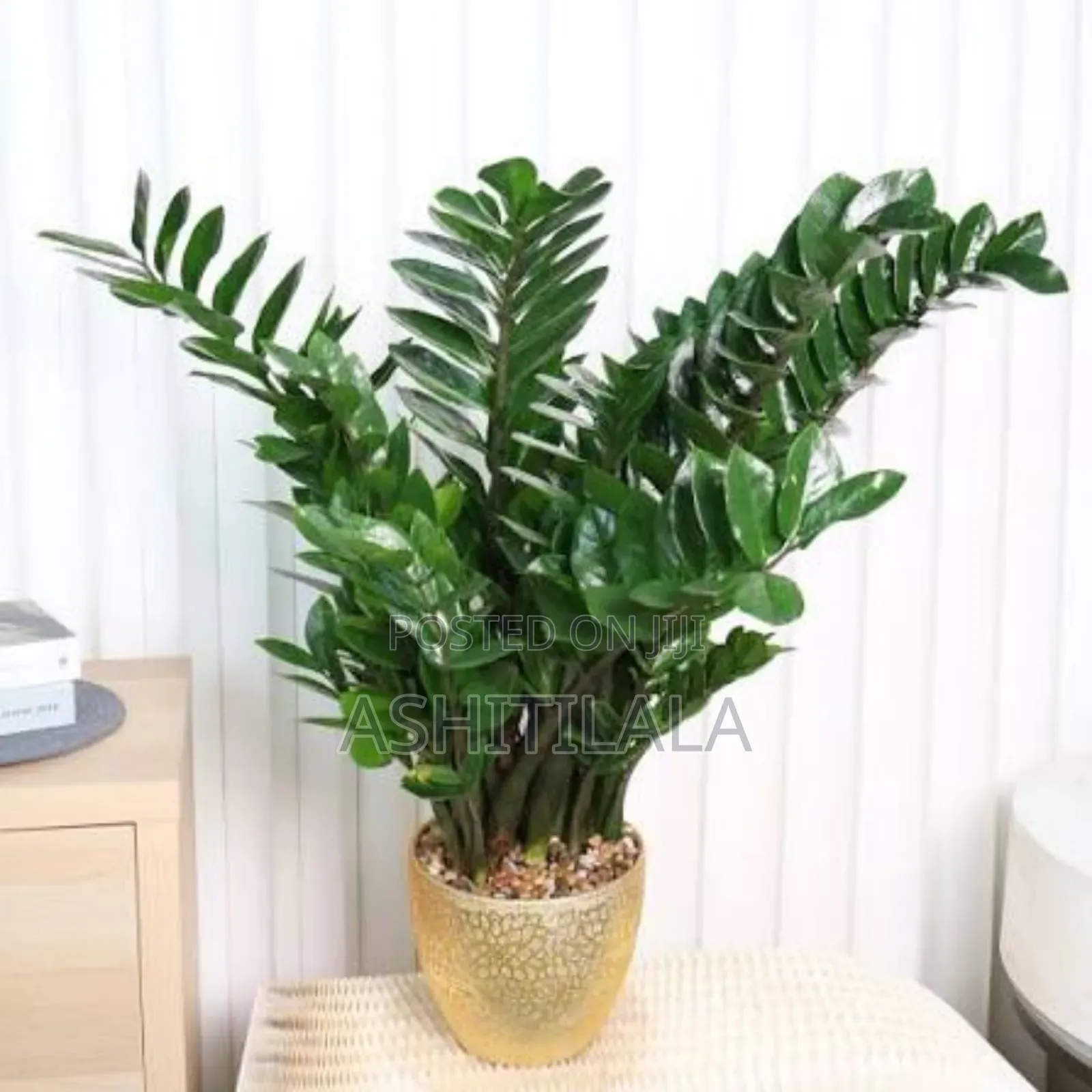 Zamioculcas Zamiifolia
Plant