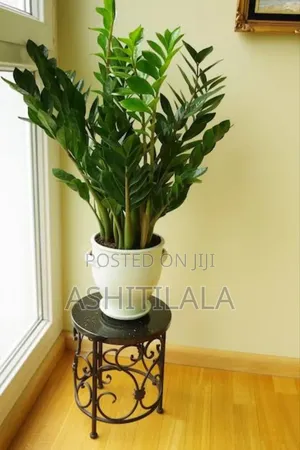 Zamioculcas Zamiifolia
Plant