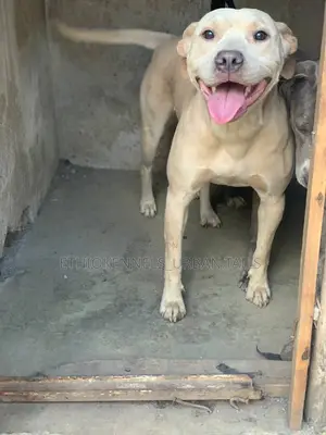 Photo - 1+ year Female Purebred American Pit Bull Terrier