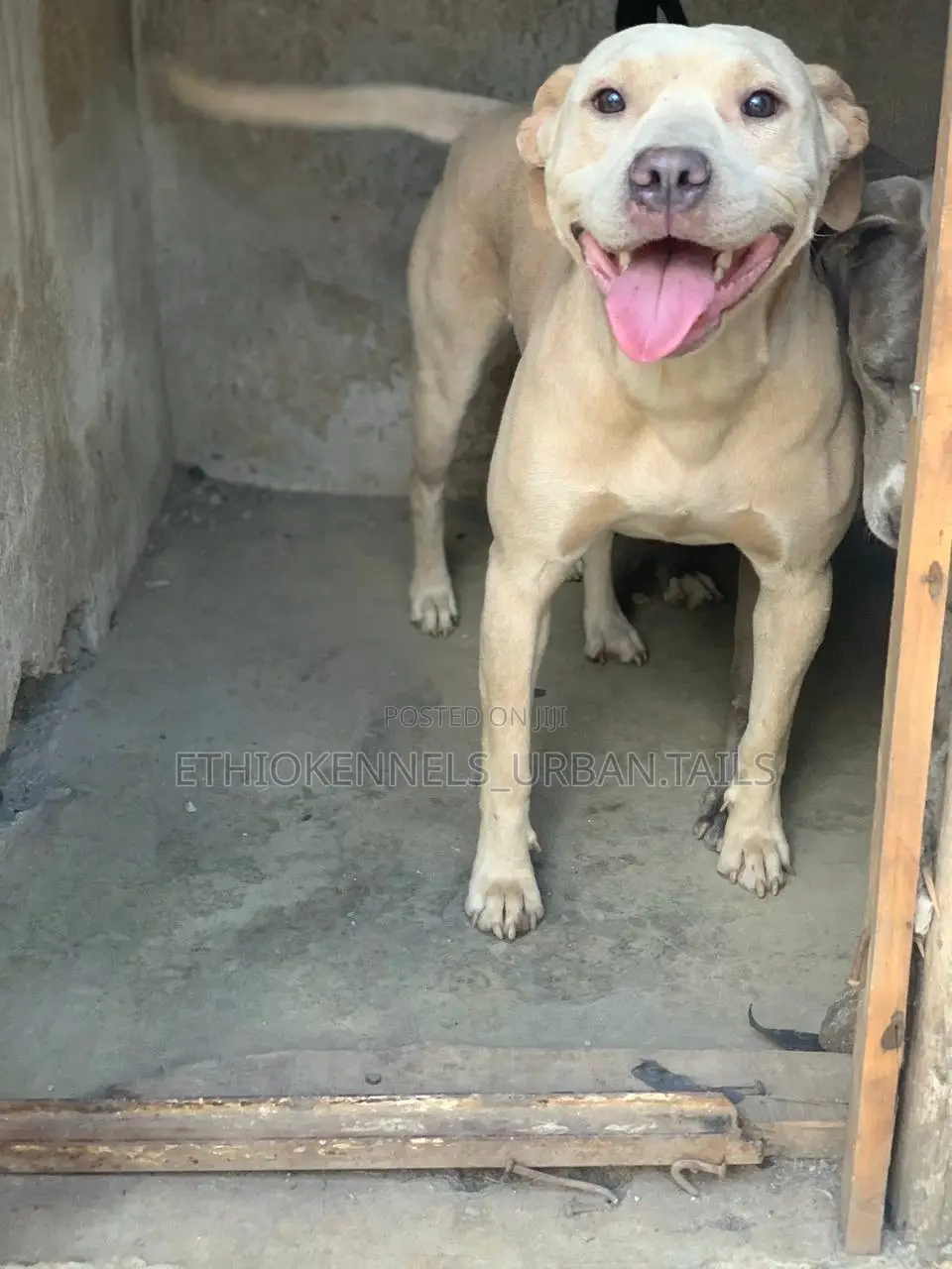 1+ year Female Purebred American Pit Bull Terrier