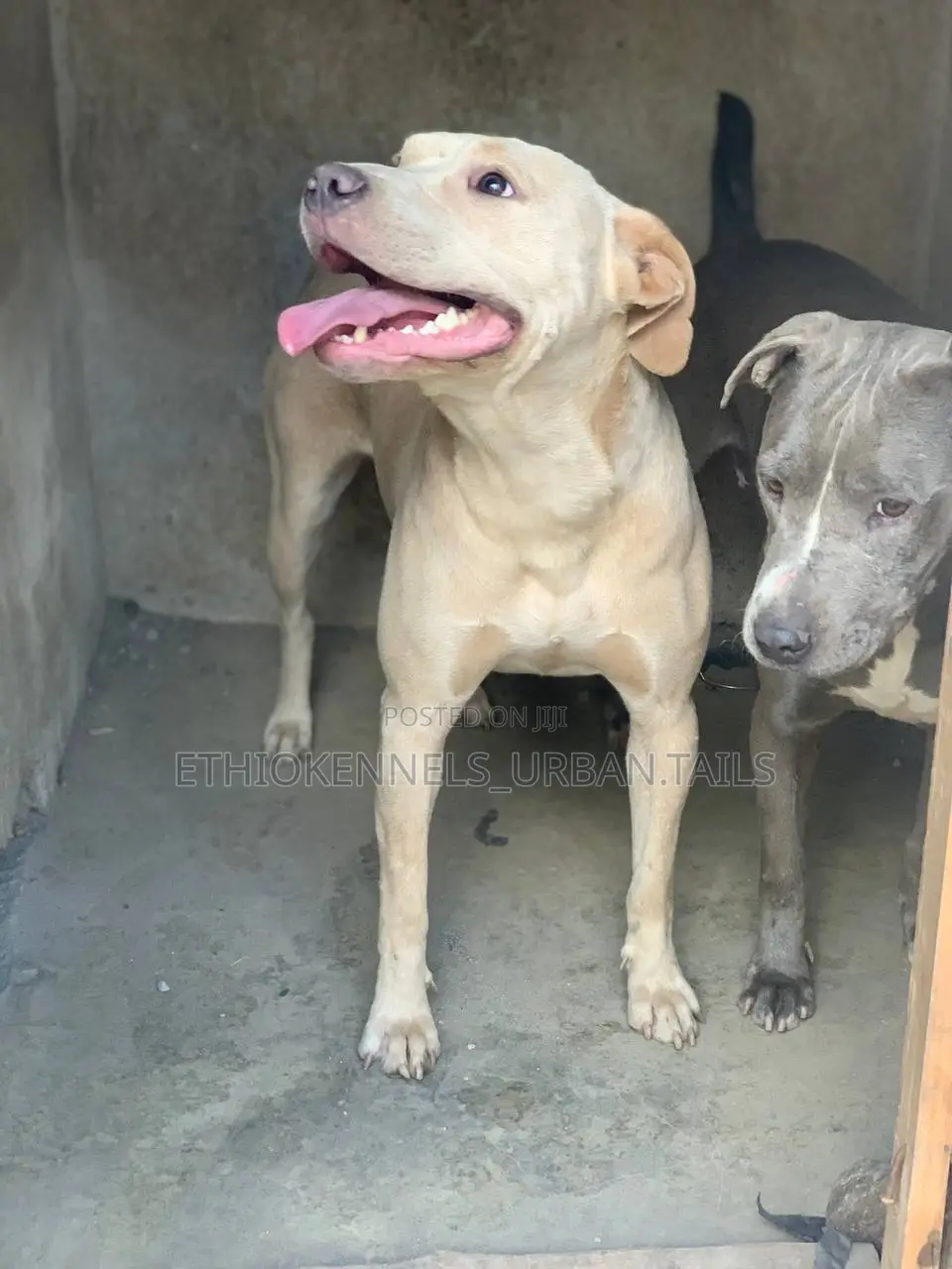 1+ year Female Purebred American Pit Bull Terrier