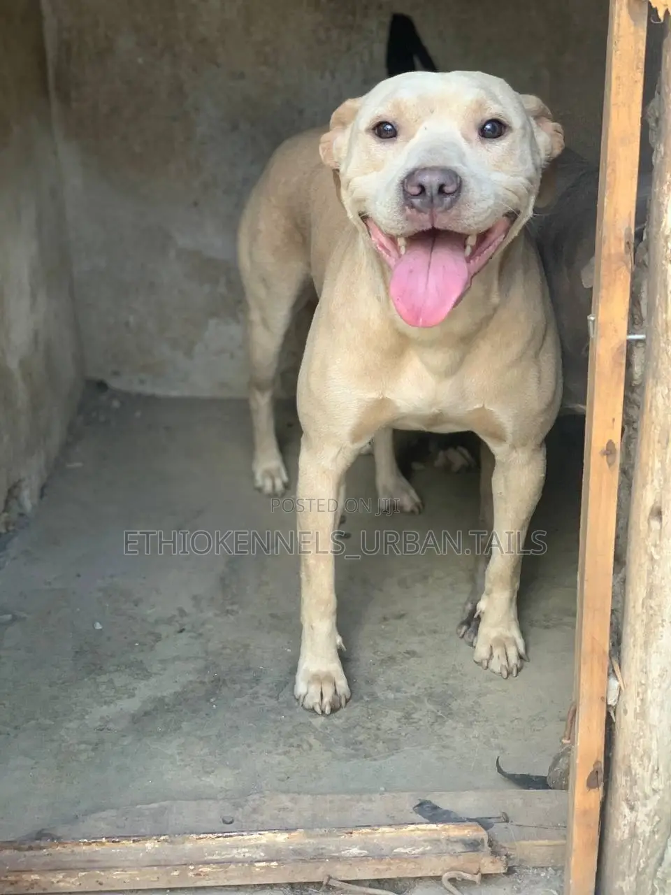 1+ year Female Purebred American Pit Bull Terrier