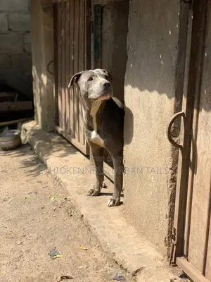 1+ year Female Purebred American Pit Bull Terrier