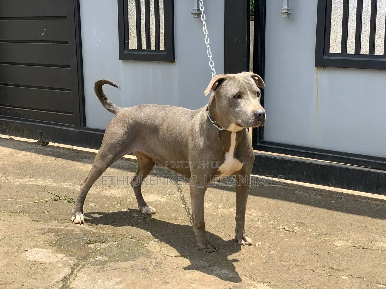 1+ year Female Purebred American Pit Bull Terrier