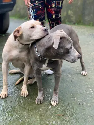 1+ year Female Purebred American Pit Bull Terrier