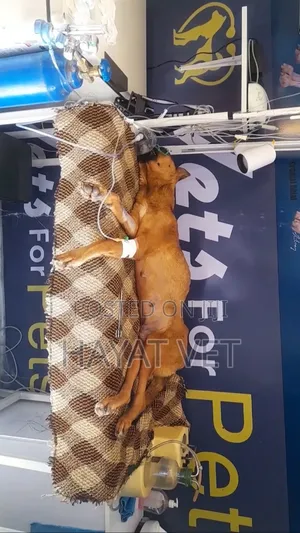 Photo - የእንስሳት ክሊኒክ