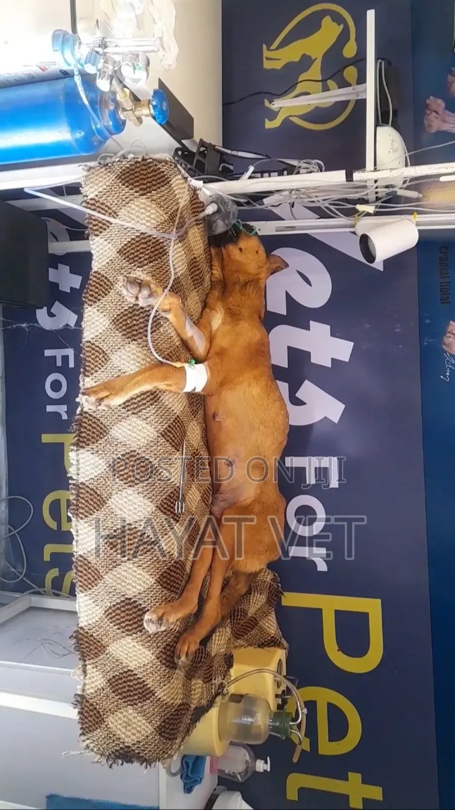 የእንስሳት ክሊኒክ