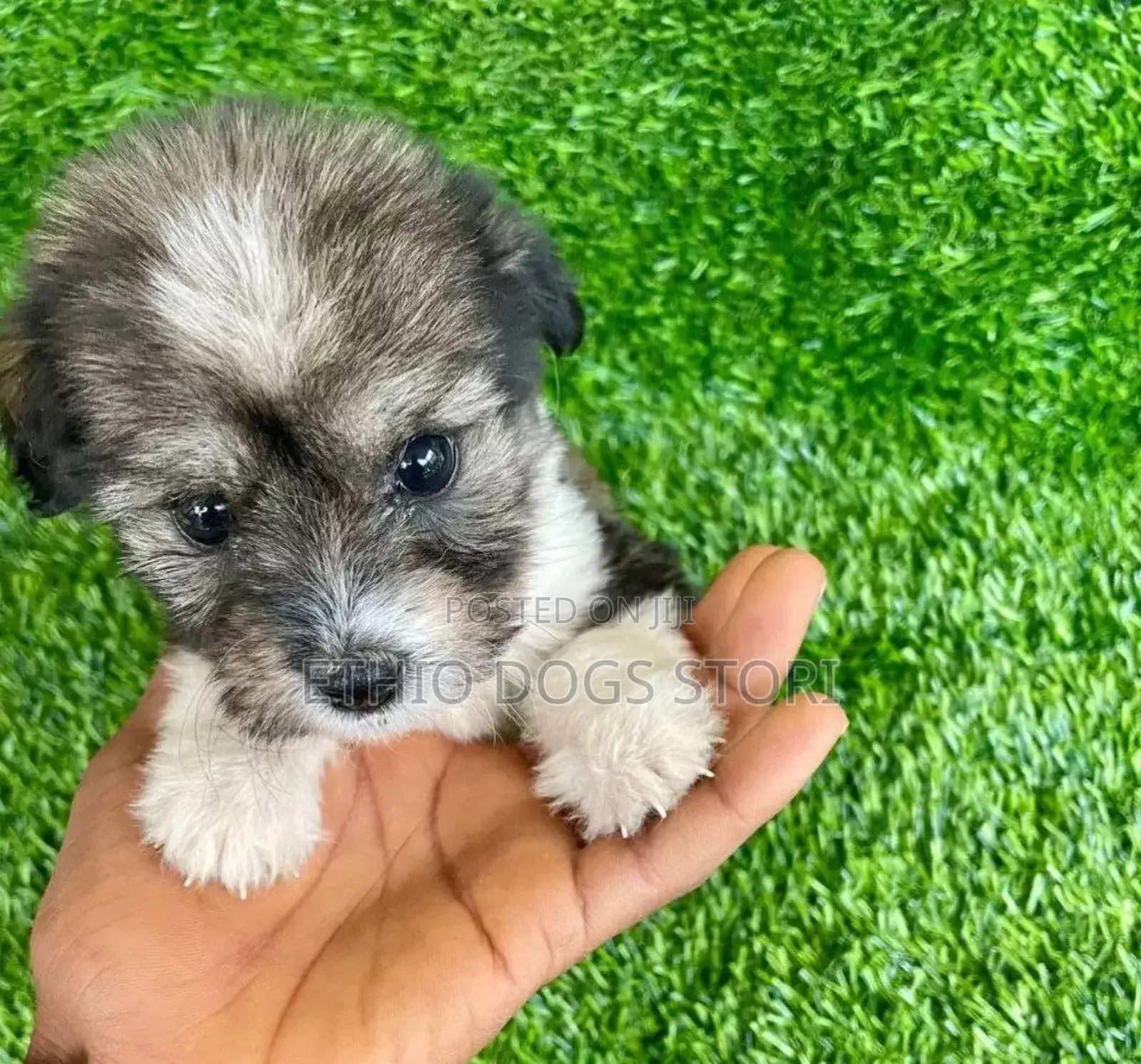 1-3 months Male Purebred Shih Tzu