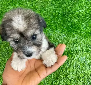 1-3 months Male Purebred Shih Tzu