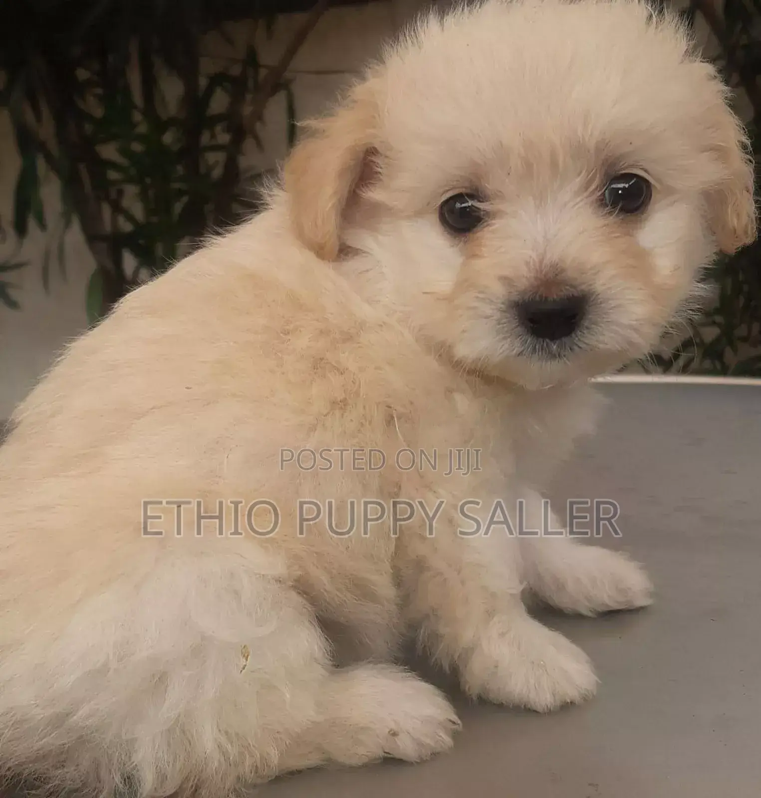 1-3 months Male Mixed Breed Maltese