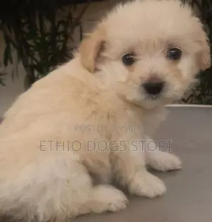 1-3 months Male Mixed Breed Maltese