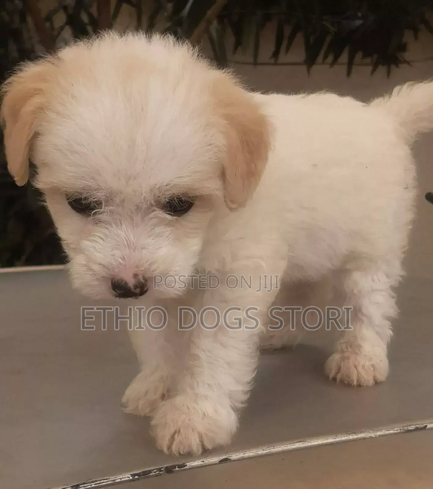 1-3 months Male Purebred Maltese
