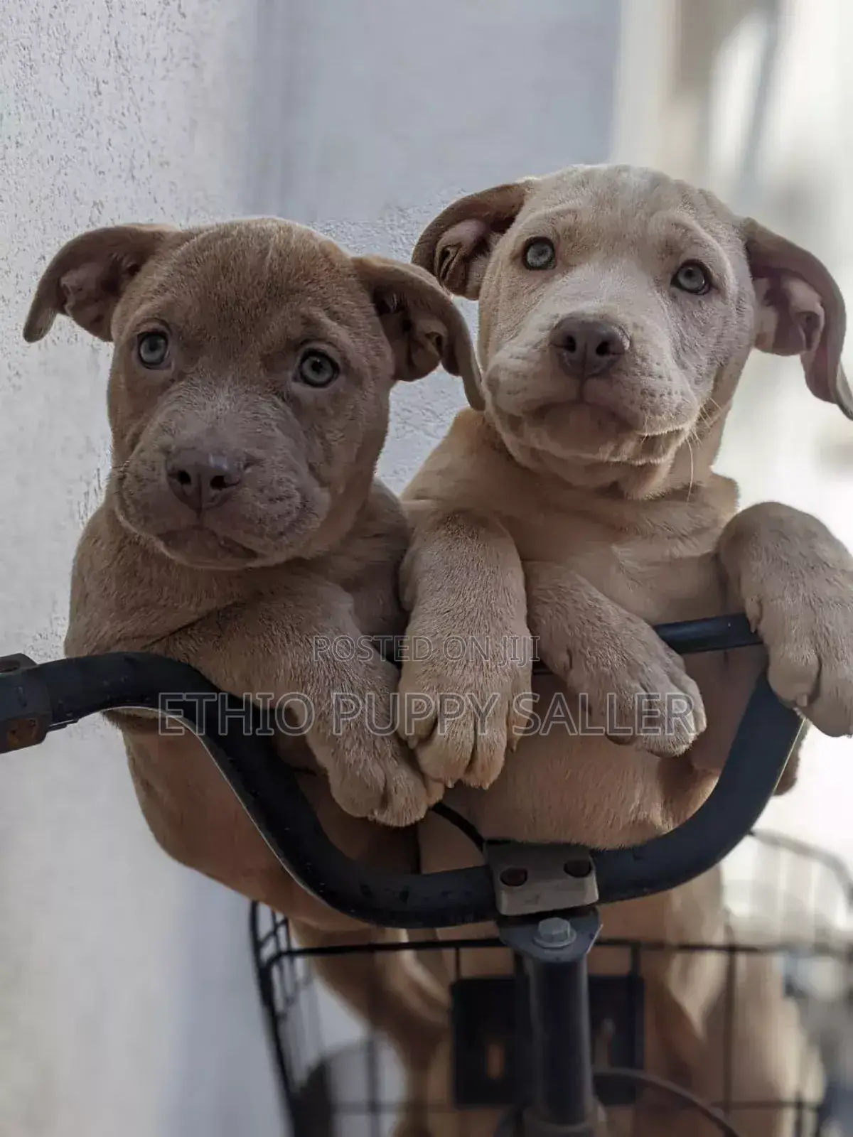 1-3 months Male Mixed Breed American Bully