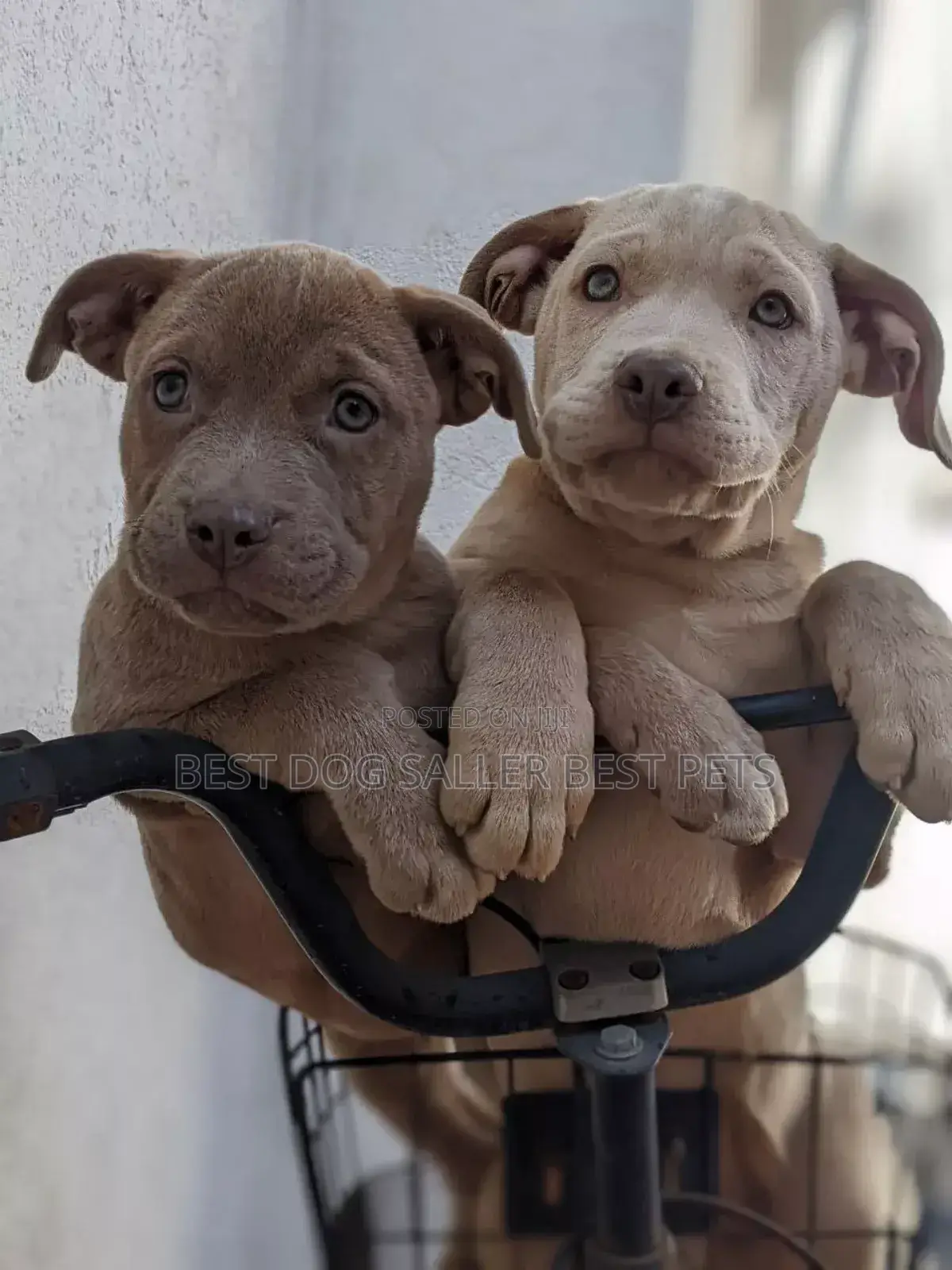 1-3 months Male Mixed Breed American Bully