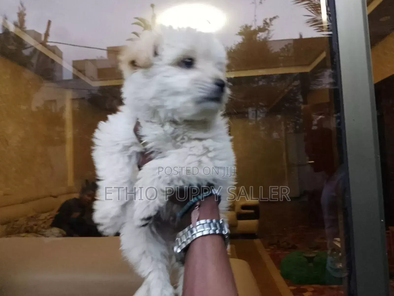 1-3 months Male Purebred Maltese