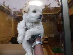 Photo - 1-3 months Male Purebred Maltese