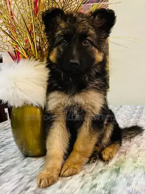 1-3 months Male Purebred German Shepherd