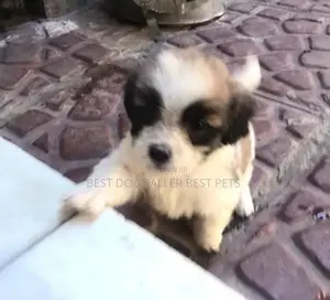 1-3 months Male Mixed Breed Maltese