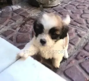 1-3 months Male Mixed Breed Maltese