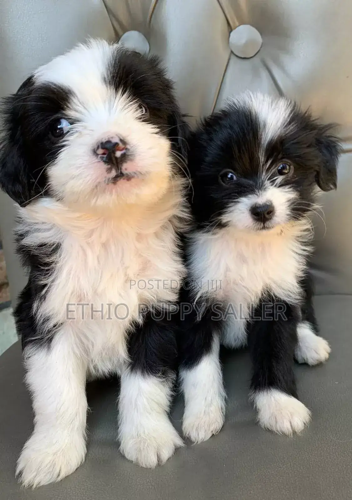 1-3 months Male Purebred Poodle