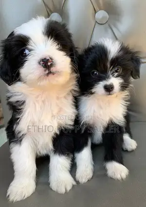 Photo - 1-3 months Male Purebred Poodle