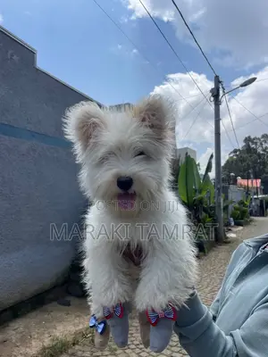 Photo - 1-3 months Male Purebred Maltese
