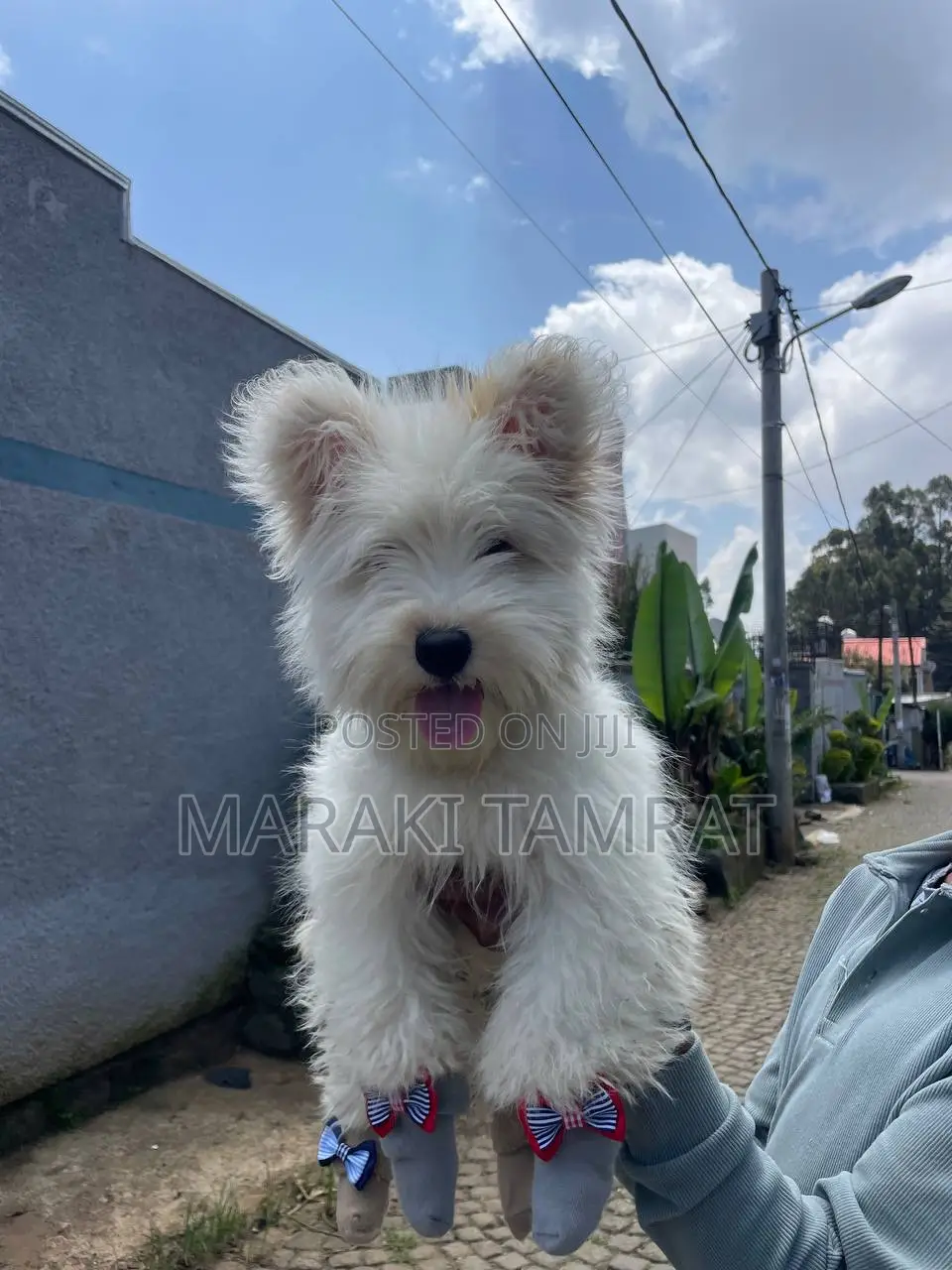 1-3 months Male Purebred Maltese