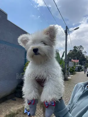 1-3 months Male Purebred Maltese