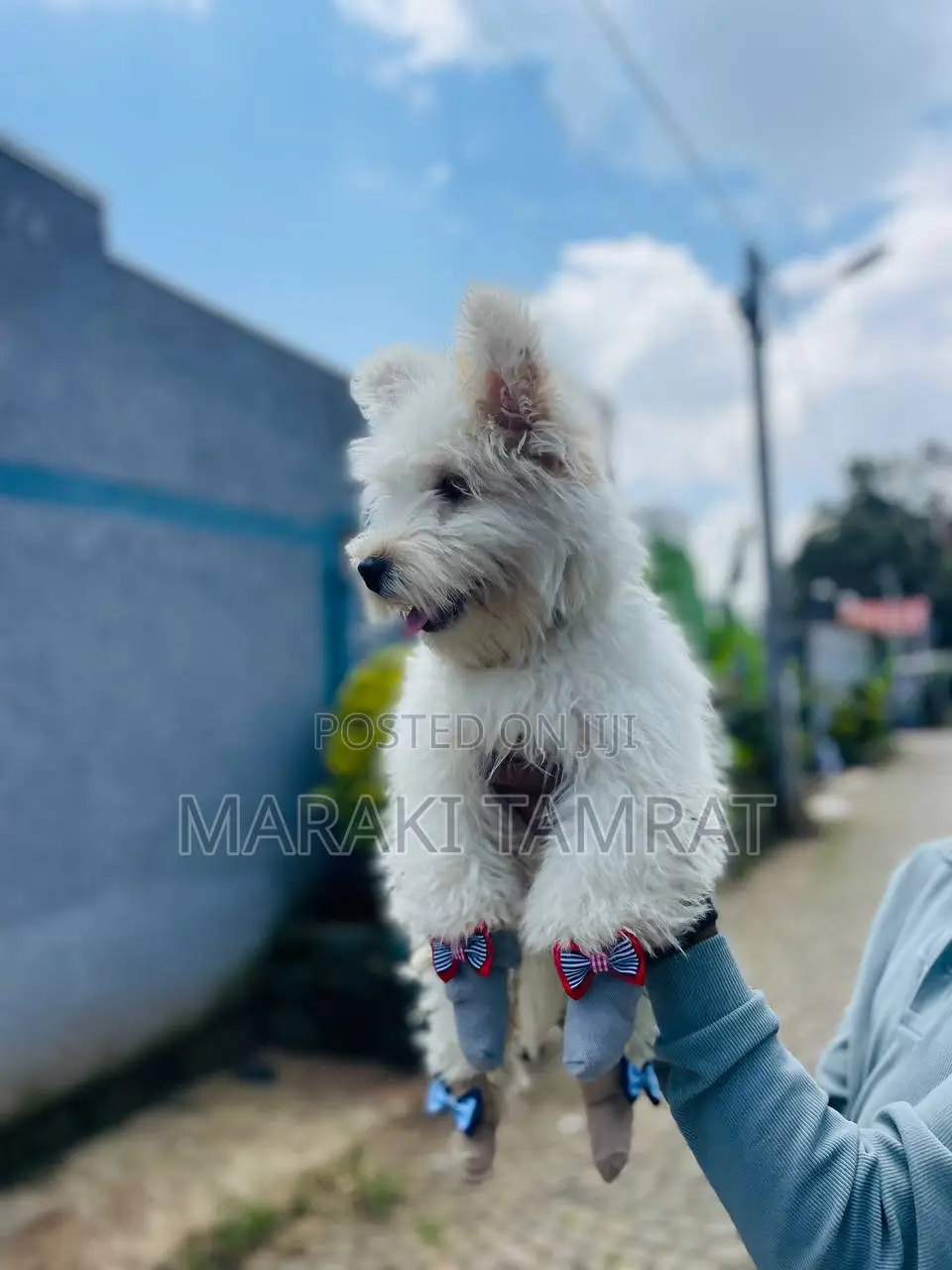 1-3 months Male Purebred Maltese
