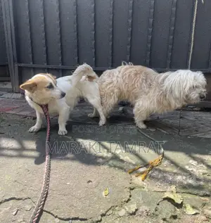 Photo - 1-3 months Male Mixed Breed Maltese
