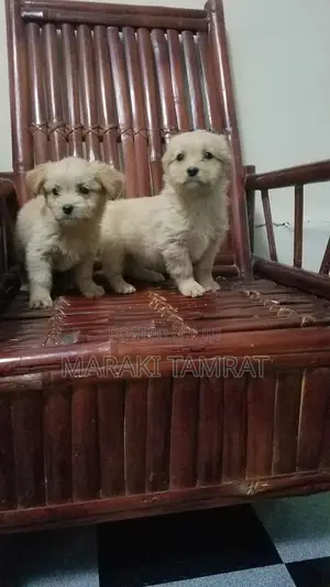 Photo - 1-3 months Male Purebred Maltese