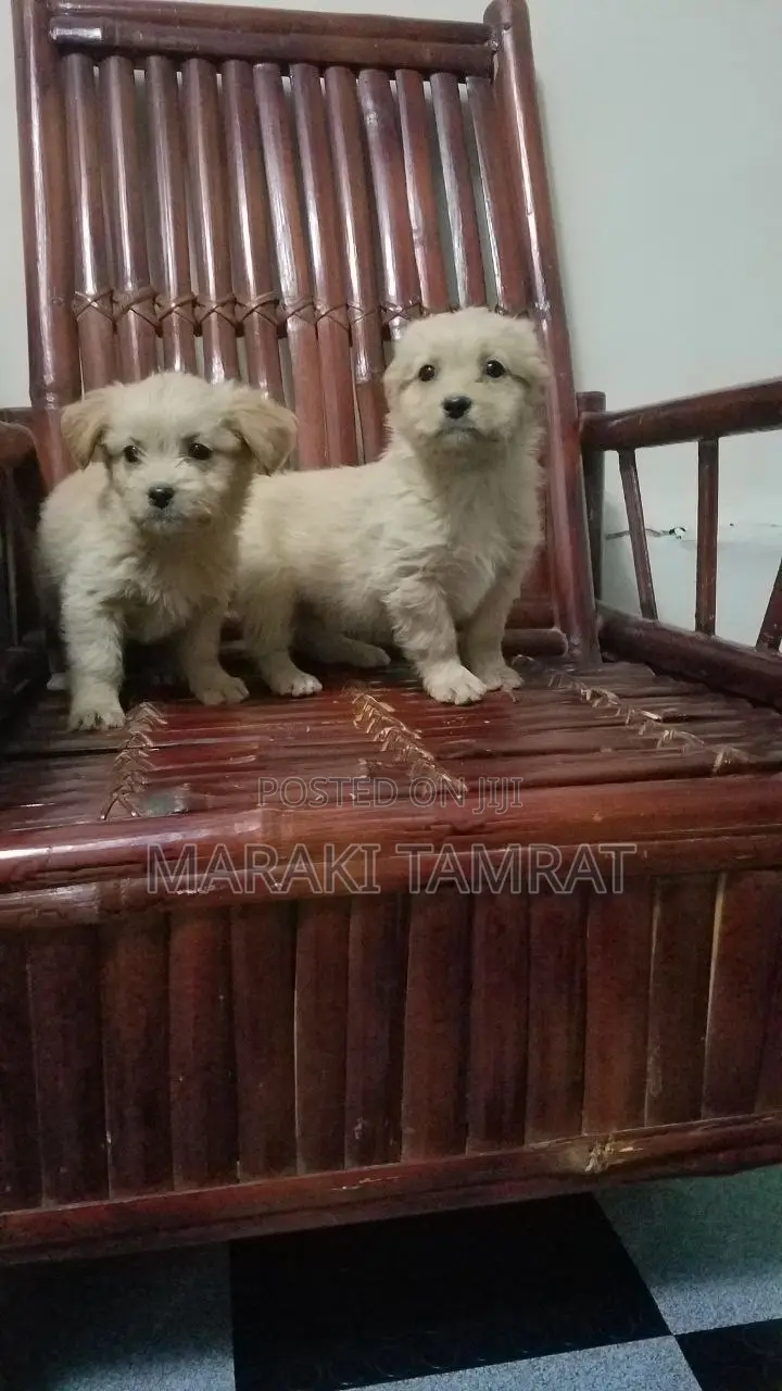 1-3 months Male Purebred Maltese