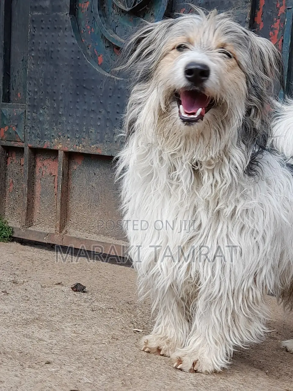 1-3 months Male Purebred Maltese