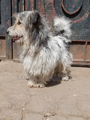1-3 months Male Purebred Maltese