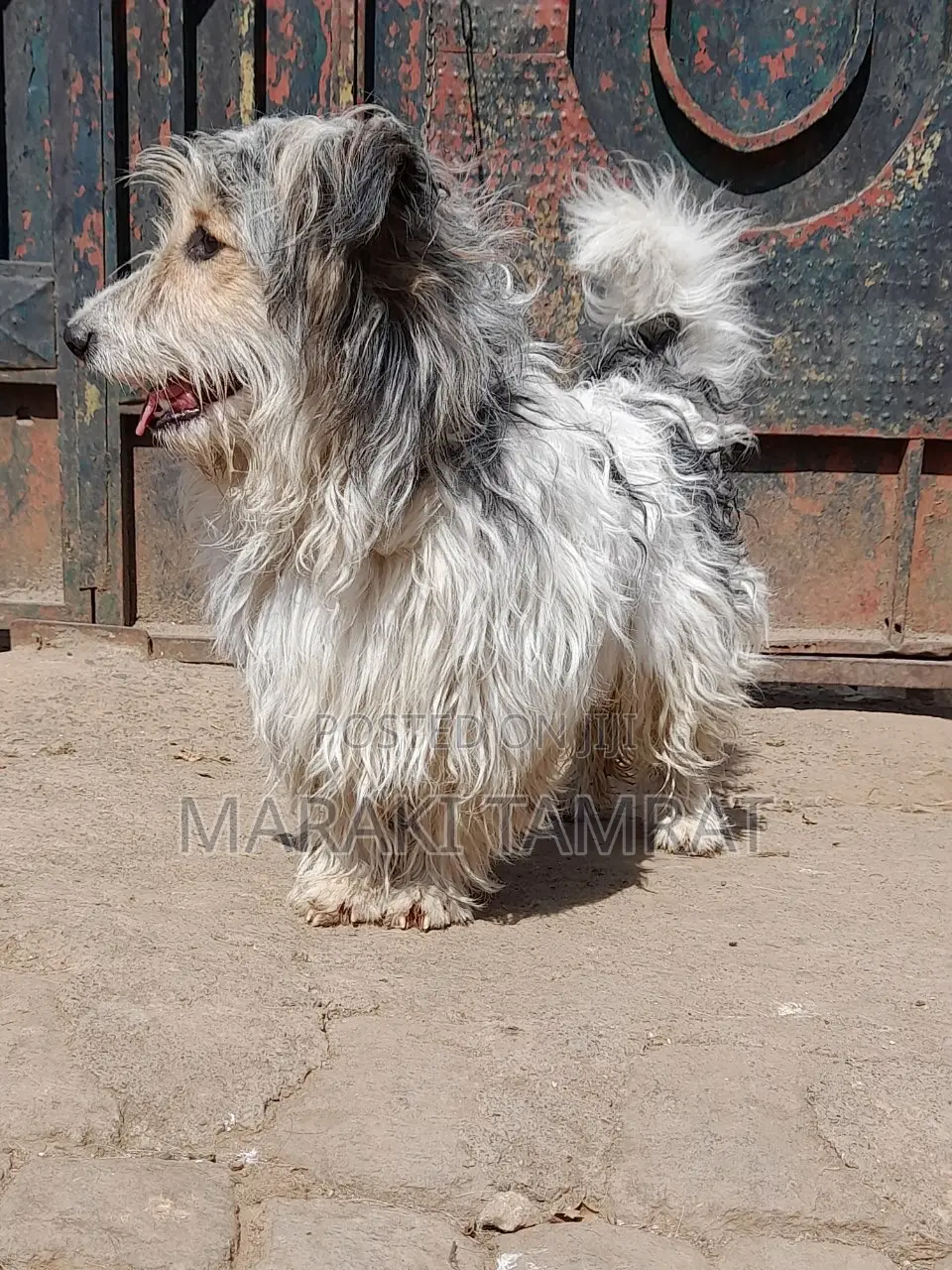 1-3 months Male Purebred Maltese