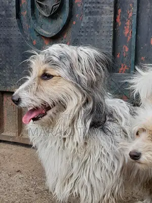 1-3 months Male Purebred Maltese